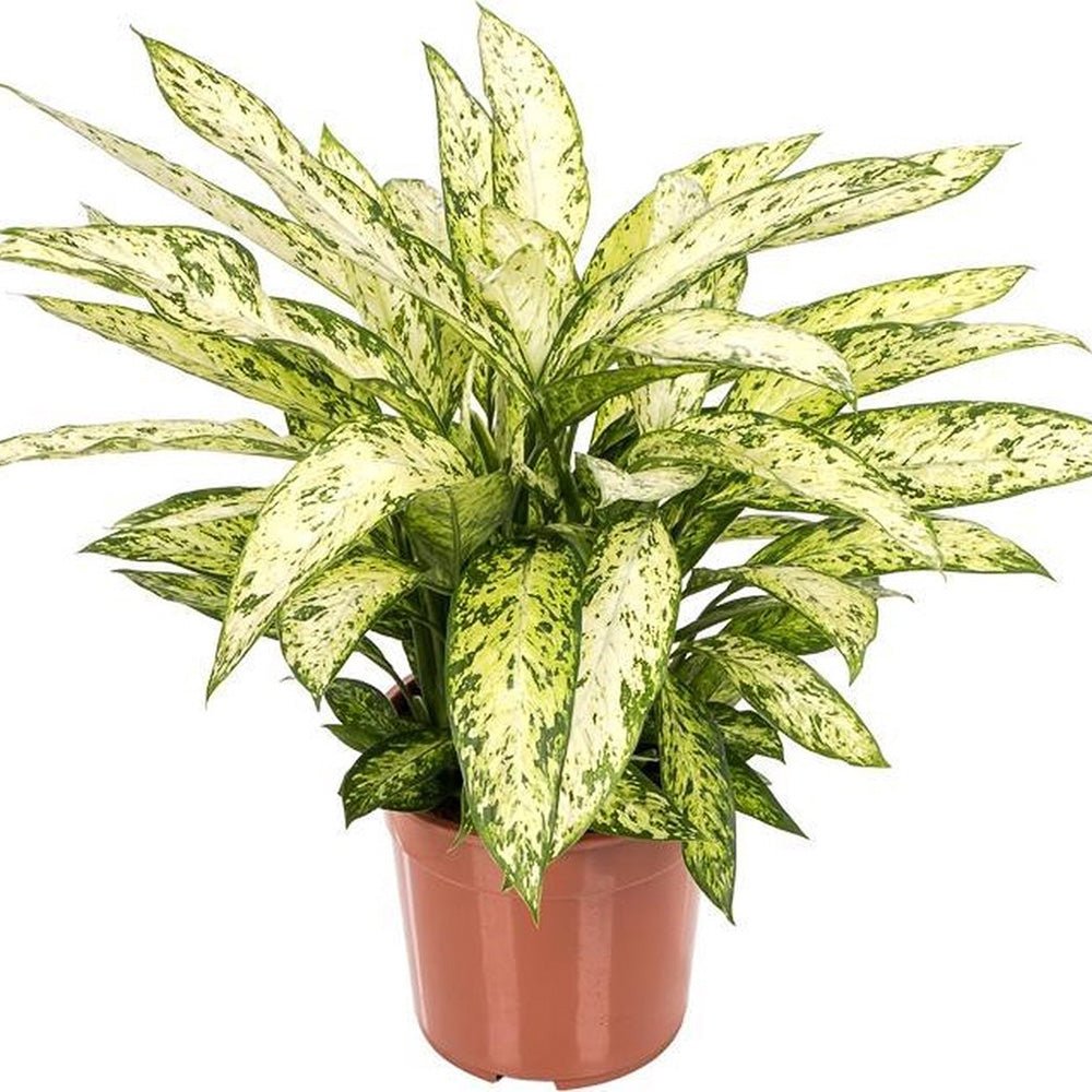 Dieffenbachia Vesuvius - 70/90 cm - VERDENA-70-90 cm inaltime, livrat in ghiveci de 5 l