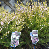 Diosma Pink Sensation - VERDENA-20-25 cm inaltime livrat in ghiveci de 3 L