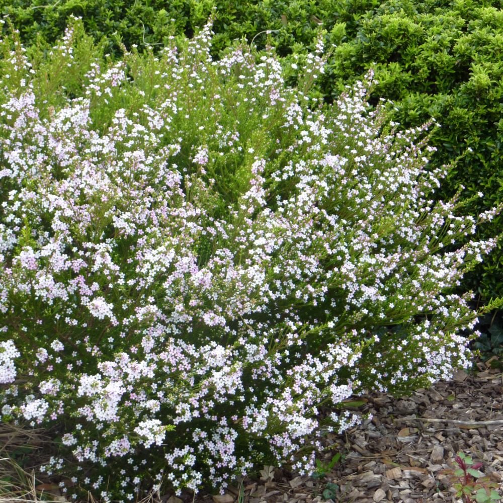 Diosma Pink Sensation - VERDENA-20-25 cm inaltime livrat in ghiveci de 3 L