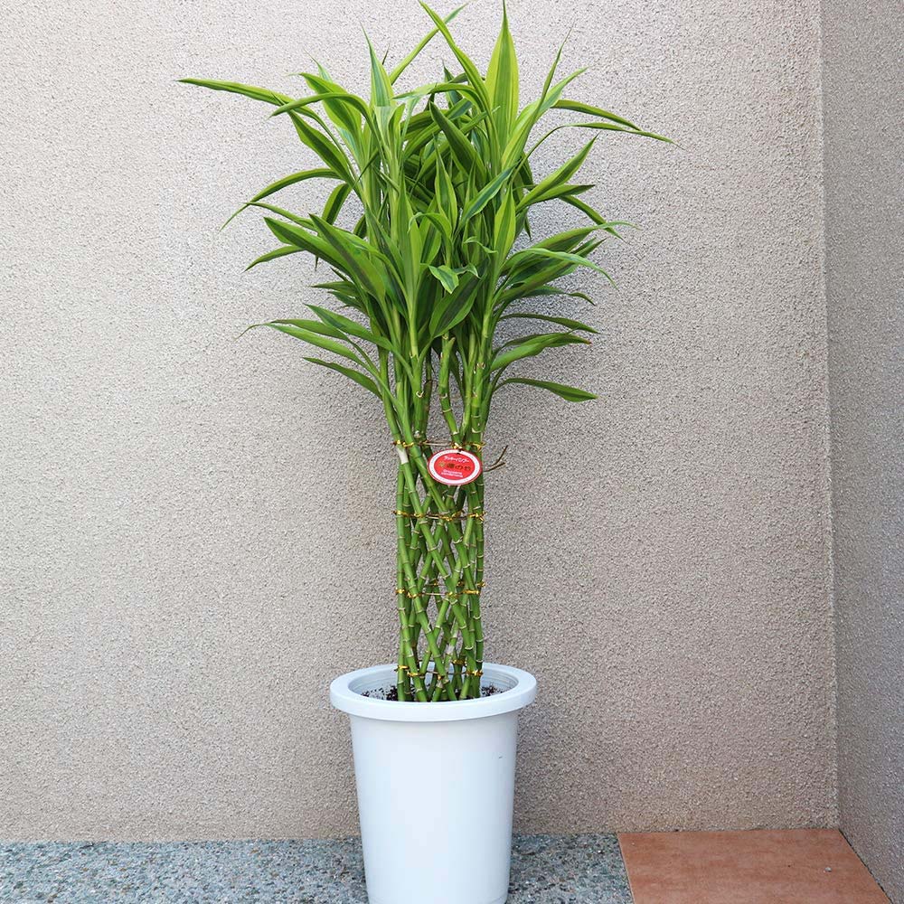 Dracaena sanderiana 'Gold' - 70 cm - VERDENA-70 cm la livrare in ghiveci de 4 l