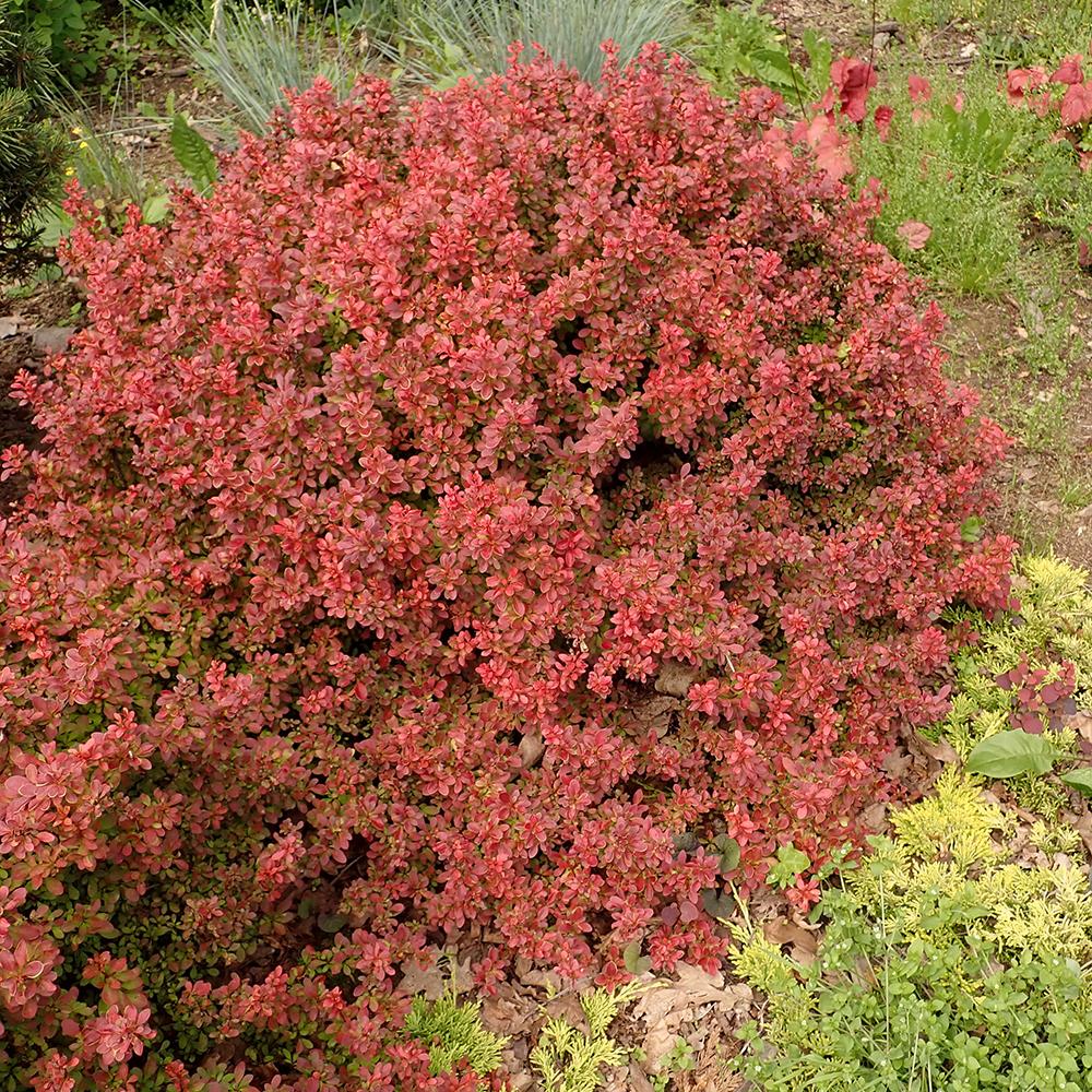 Dracila berberis japoneza Admiration, 20-25 cm. la livrare, in ghiveci de 2L