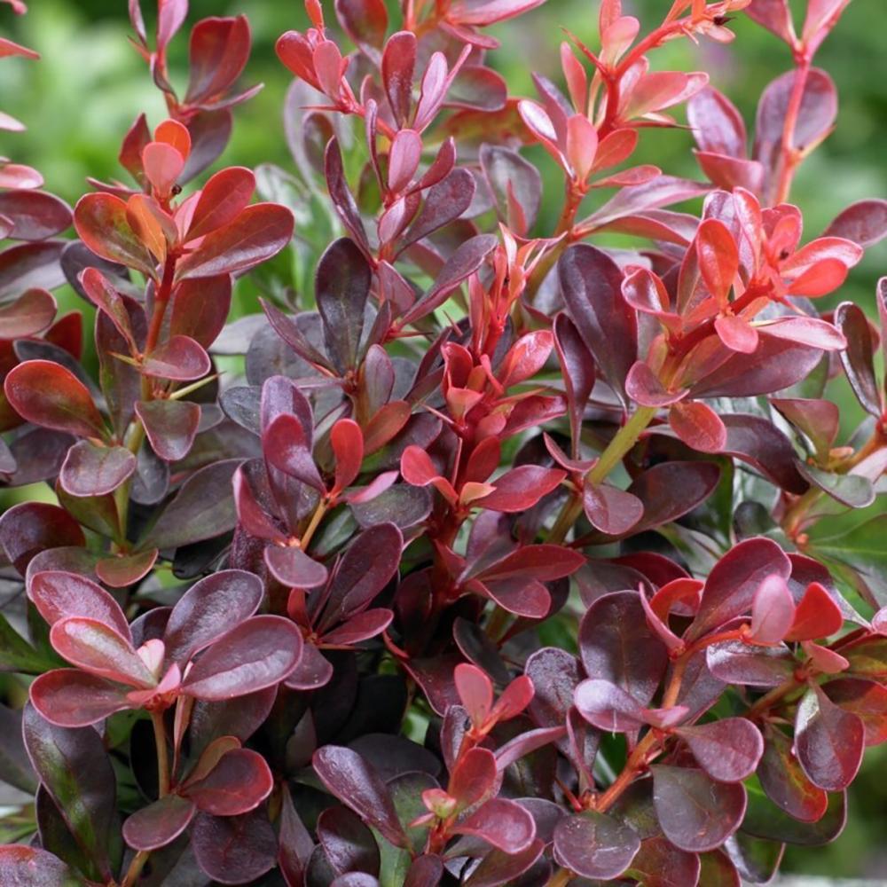 Dracila Berberis japoneza Atropurpurea Nana, in ghiveci de 3L