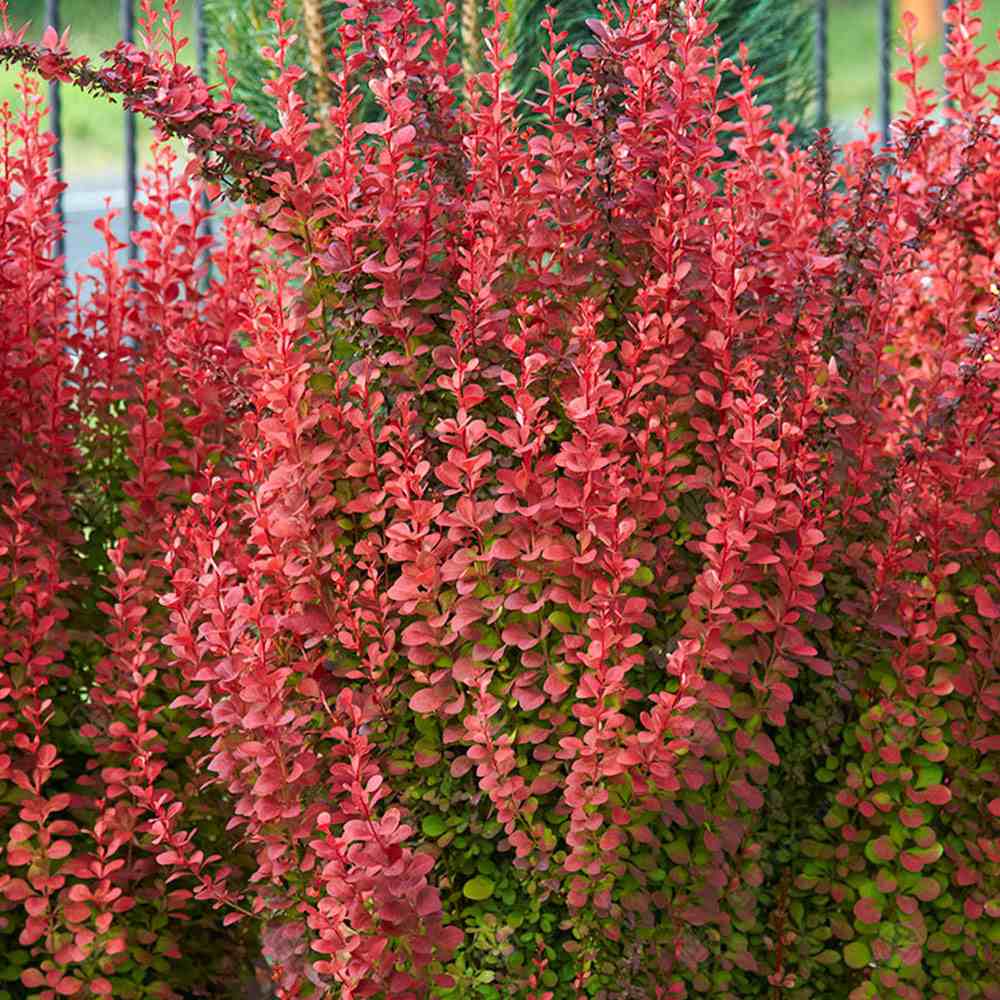 Dracila Berberis Japoneza Orange Rocket, cu frunzis rosu-portocaliu - VERDENA-50 cm inaltime, livrat in ghiveci de 3 l