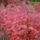 Dracila Berberis japoneza Pink Queen - VERDENA-30 cm inaltime livrat in ghiveci de 3 L