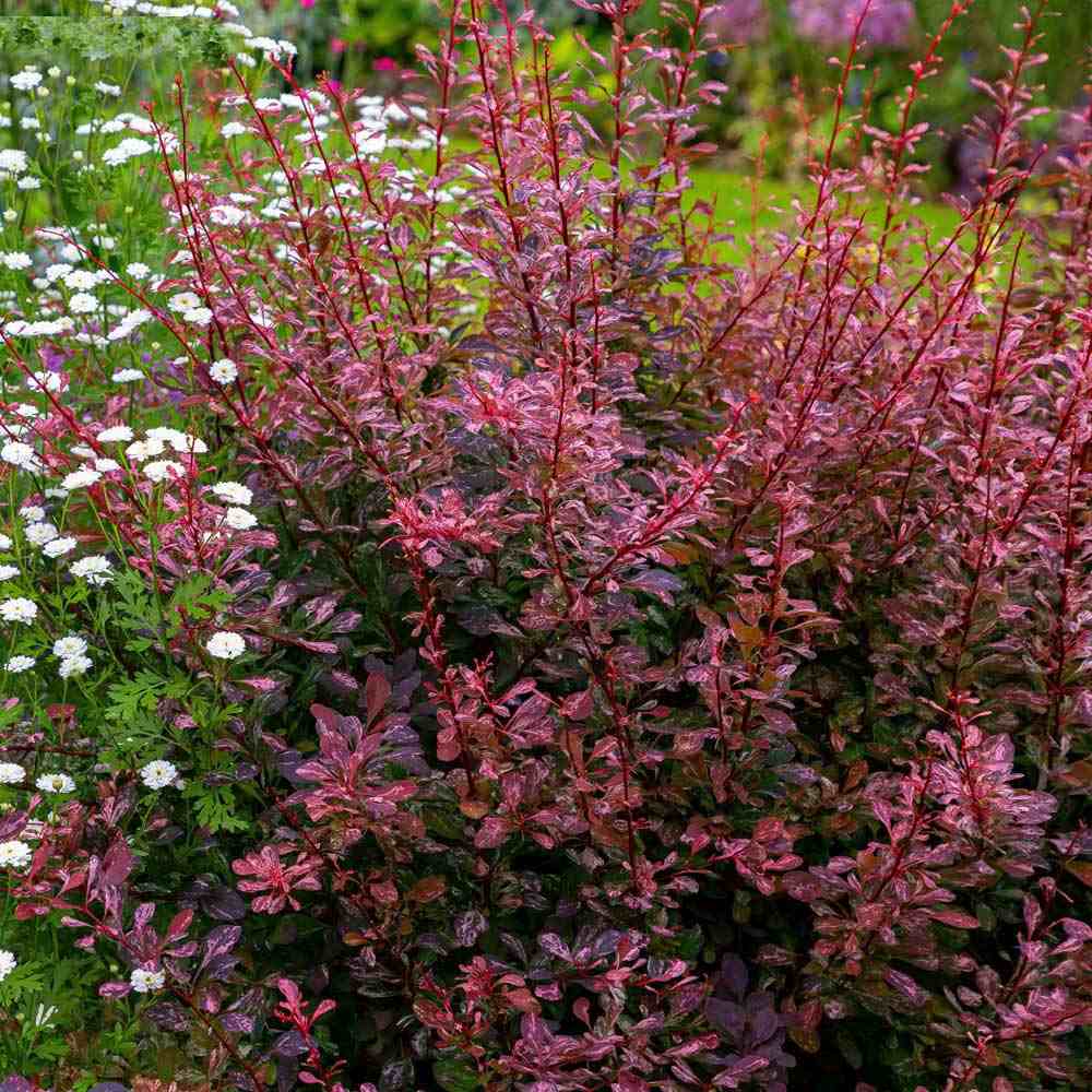 Black Friday - Reduceri Dracila Berberis Japoneza Pink Queen, cu flori roz-pal Promotie