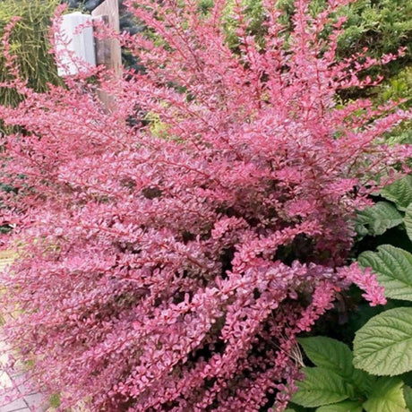 Dracila Berberis Japoneza Pink Queen, cu flori roz-pal - VERDENA-30 cm inaltime, livrat in ghiveci de 3 l