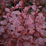 Dracila Berberis Japoneza Red Pillar, cu frunze rosii-burgundiu - VERDENA-20-30 cm inaltime, livrat in ghiveci de 3 l