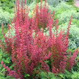 Dracila Berberis Japoneza Ruby Star, cu frunze purpurii