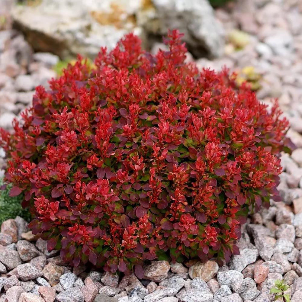 Dracila berberis japoneza Ruby Star - VERDENA-20 cm inaltime in ghiveci de 3 L