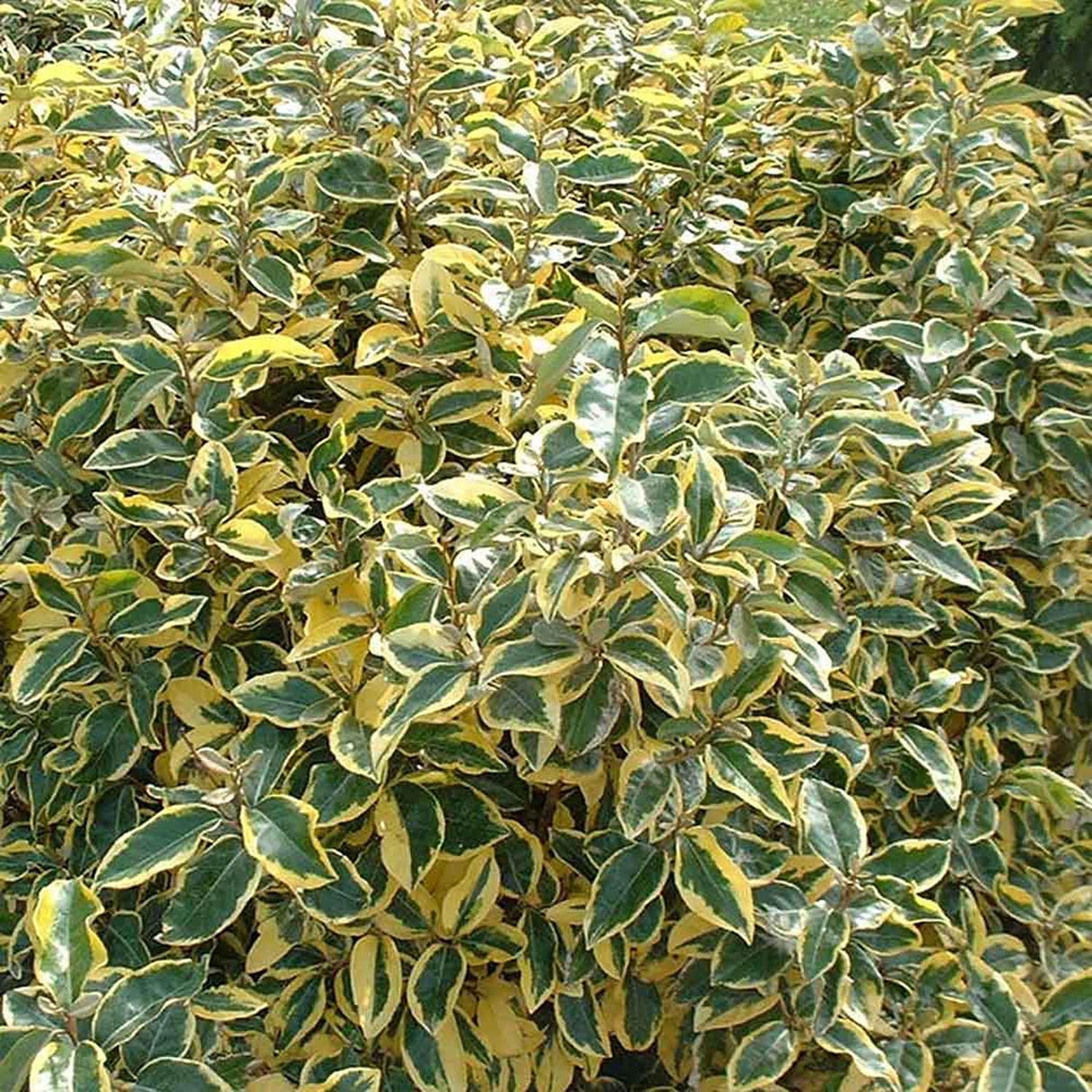 Elaeagnus ebbingei Gilt Edge - VERDENA-50 - 60 cm inaltime livrat in ghiveci de 5 l