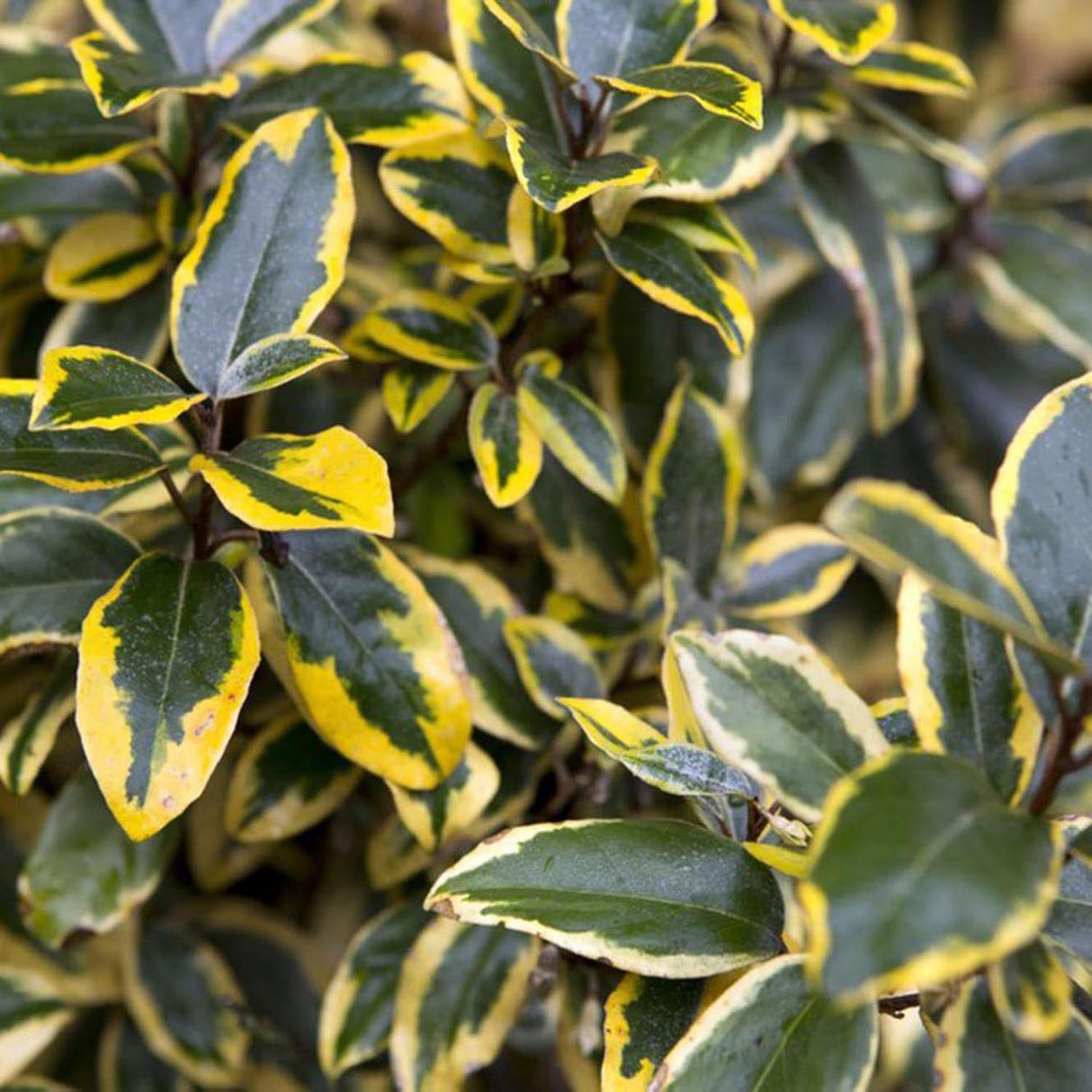 Elaeagnus ebbingei Gilt Edge - VERDENA-50 - 60 cm inaltime livrat in ghiveci de 5 l