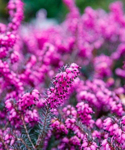 Erica Carnea Pink, Default Title