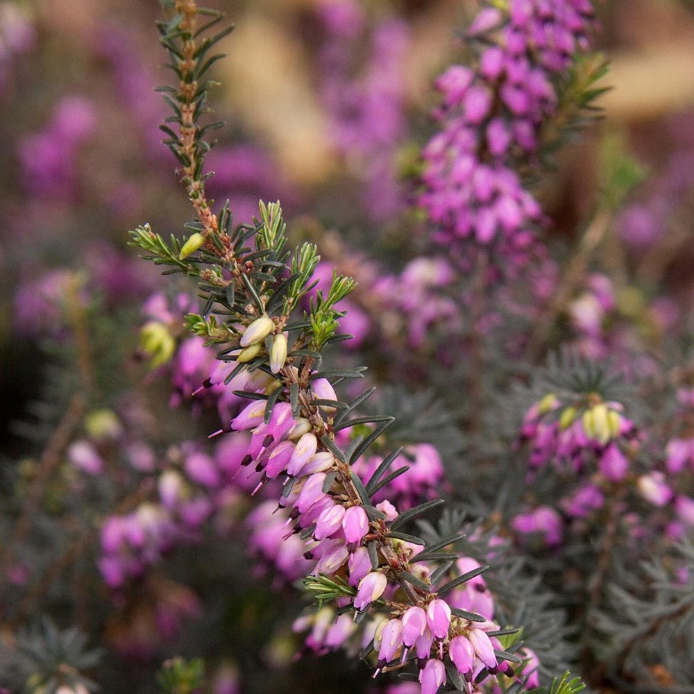 Erica (Iarba Neagra) Kramers Rote - VERDENA-15 cm inaltime livrat in ghiveci de 1.5 L