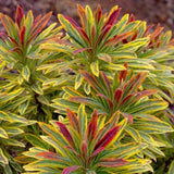 Euphorbia Ascot Rainbow - VERDENA-25-35 cm inaltime livrat in ghiveci de 2 L