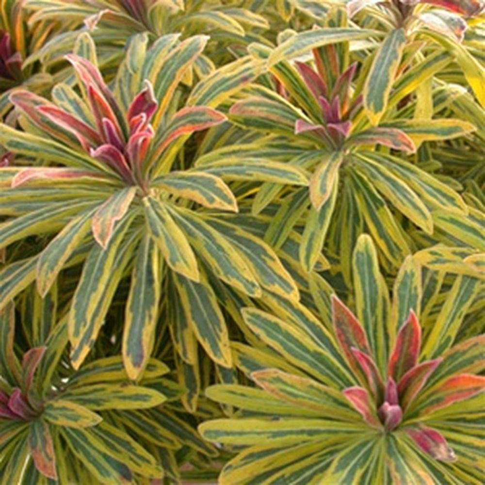 Euphorbia Ascot Rainbow - VERDENA-25-35 cm inaltime livrat in ghiveci de 2 L