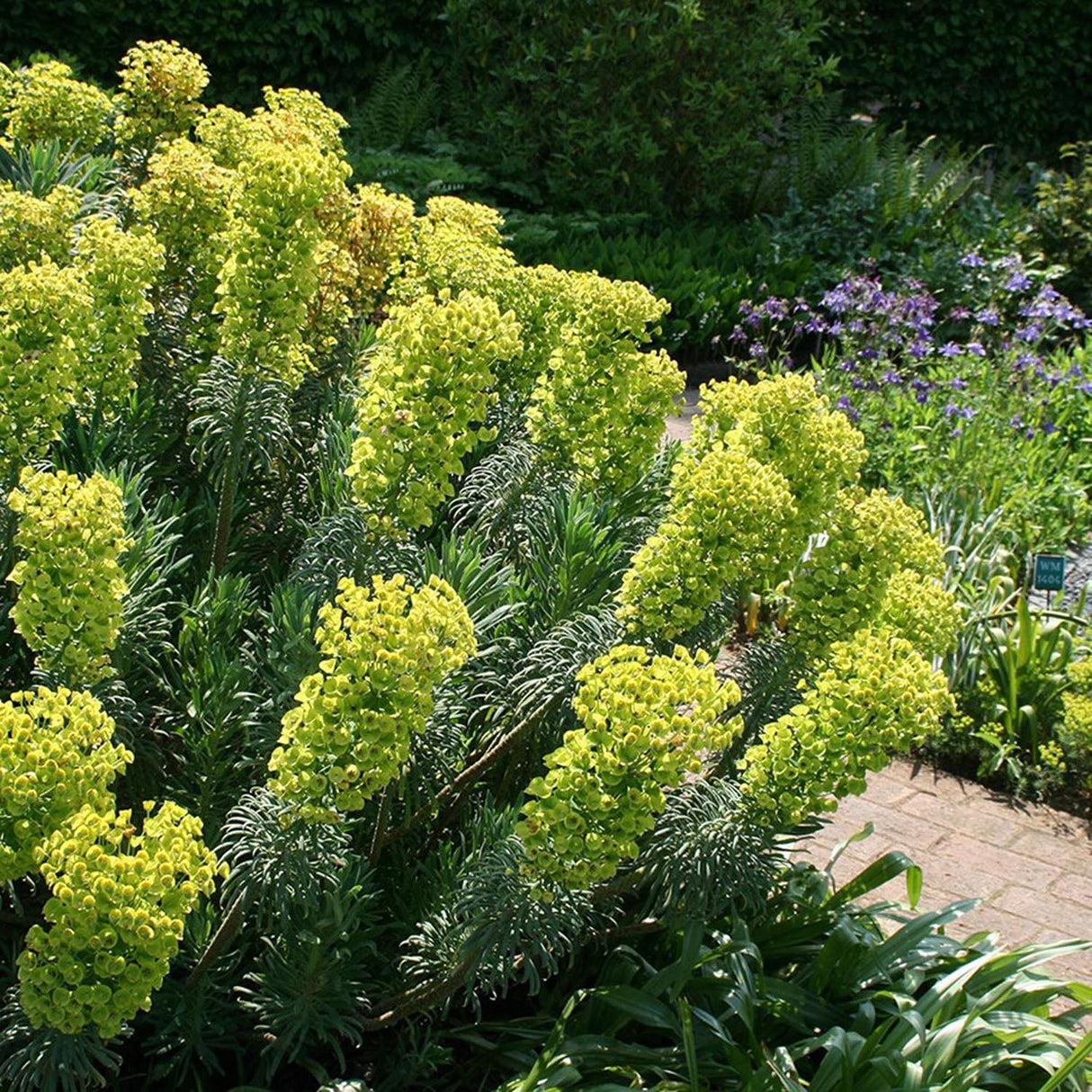 Euphorbia (Laptele cucului) Wulfenii, livrat in ghiveci de 1L