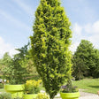 Black Friday - Reduceri Fag European (Fagus Sylvatica) Dawyck Promotie