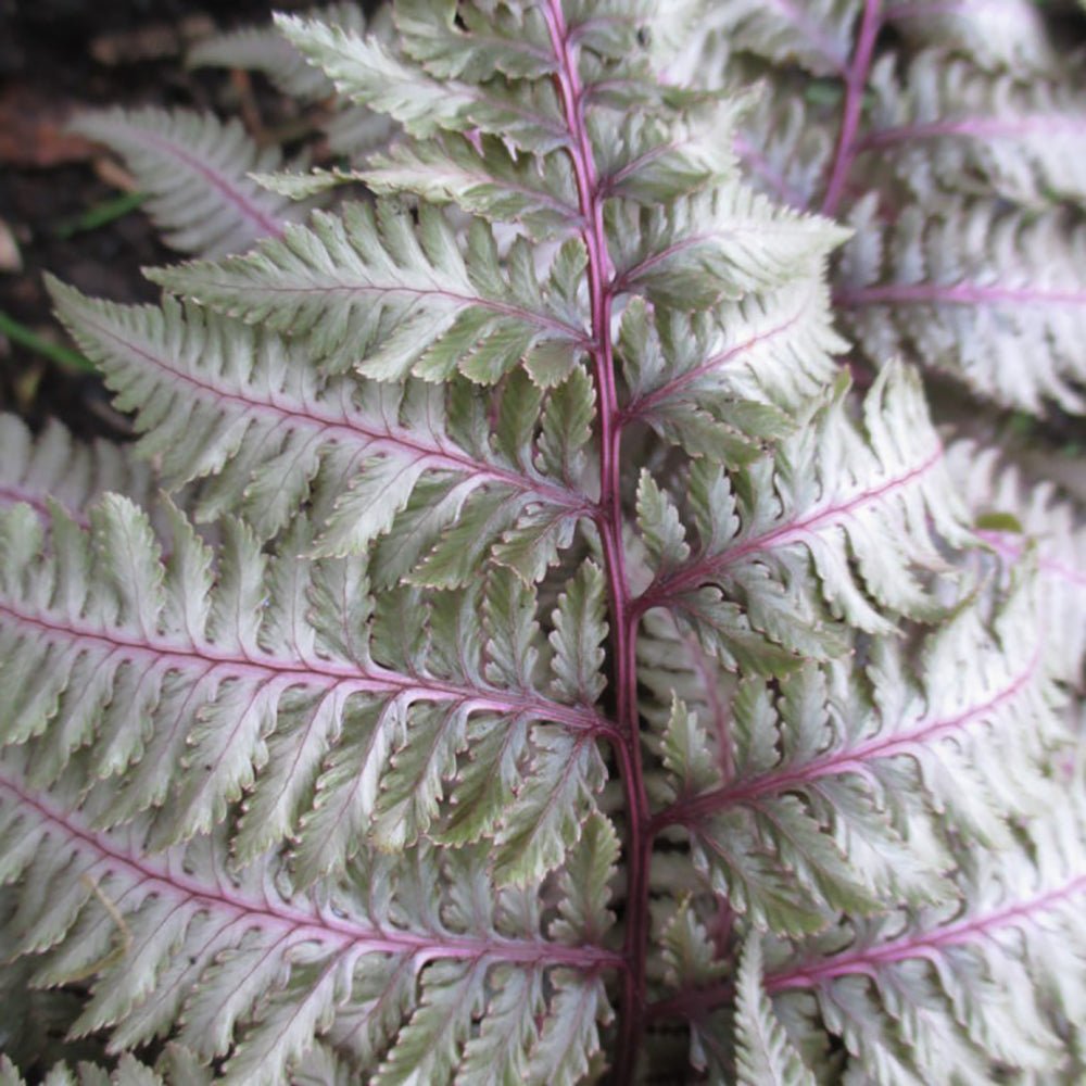 Feriga Japoneza Pictata (Athirium) Pewter Lace