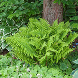 Feriga (Dryopteris crispa) - VERDENA-20-40 cm cm inaltime livrat in ghiveci de 2 L