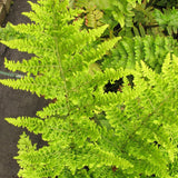 Feriga (Dryopteris crispa) - VERDENA-20-40 cm cm inaltime livrat in ghiveci de 2 L