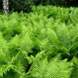 Feriga Feminina Comuna (Athyrium Filix-Femina) - VERDENA-livrat in ghiveci de 0.7 l