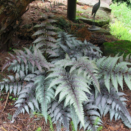 Feriga japoneza Metallicum, livrat in ghiveci de 0.5L