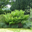 Feriga Regala (Osmunda Regalis)