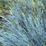 Festuca glauca (Iarba albastra) Compacta Blue, 25 cm inaltime, in ghiveci de 1L