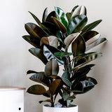 Ficus Abidjan - 110 cm - VERDENA-110 cm inaltime livrat in ghiveci de 9 L