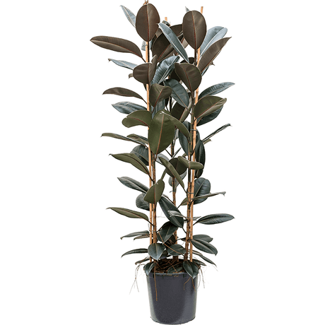 Ficus Abidjan - 160 cm - VERDENA-160 cm la livrare, in ghiveci cu Ø de 31 cm