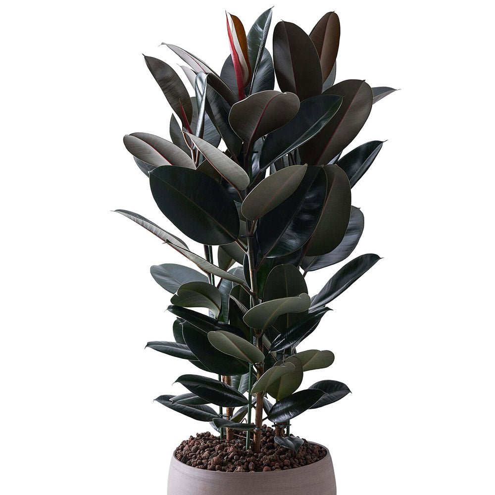 Ficus Abidjan - 95 cm - VERDENA-95 cm inaltime livrat in ghiveci de 9 L