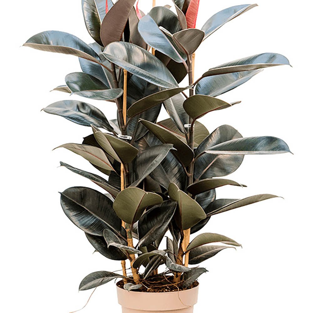 Ficus Abidjan - 95 cm - VERDENA-95 cm inaltime livrat in ghiveci de 9 L