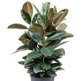 Ficus Abidjan - 95 cm - VERDENA-95 cm inaltime livrat in ghiveci de 9 L