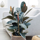 Ficus Abidjan - 95 cm - VERDENA-95 cm inaltime livrat in ghiveci de 9 L