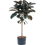 Ficus Abidjan (altoit pe tulpina) - 130 cm - VERDENA-130 cm la livrare, in ghiveci cu Ø de 19 cm