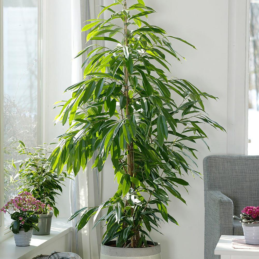 Ficus Amstel King, 100 cm la livrare, in ghiveci de Ø  21 cm