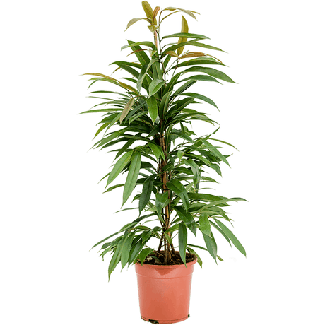 Ficus Amstel King, 100 cm la livrare, in ghiveci de Ø  21 cm