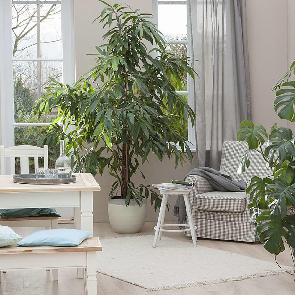 Ficus Amstel King, 100 cm la livrare, in ghiveci de Ø  21 cm