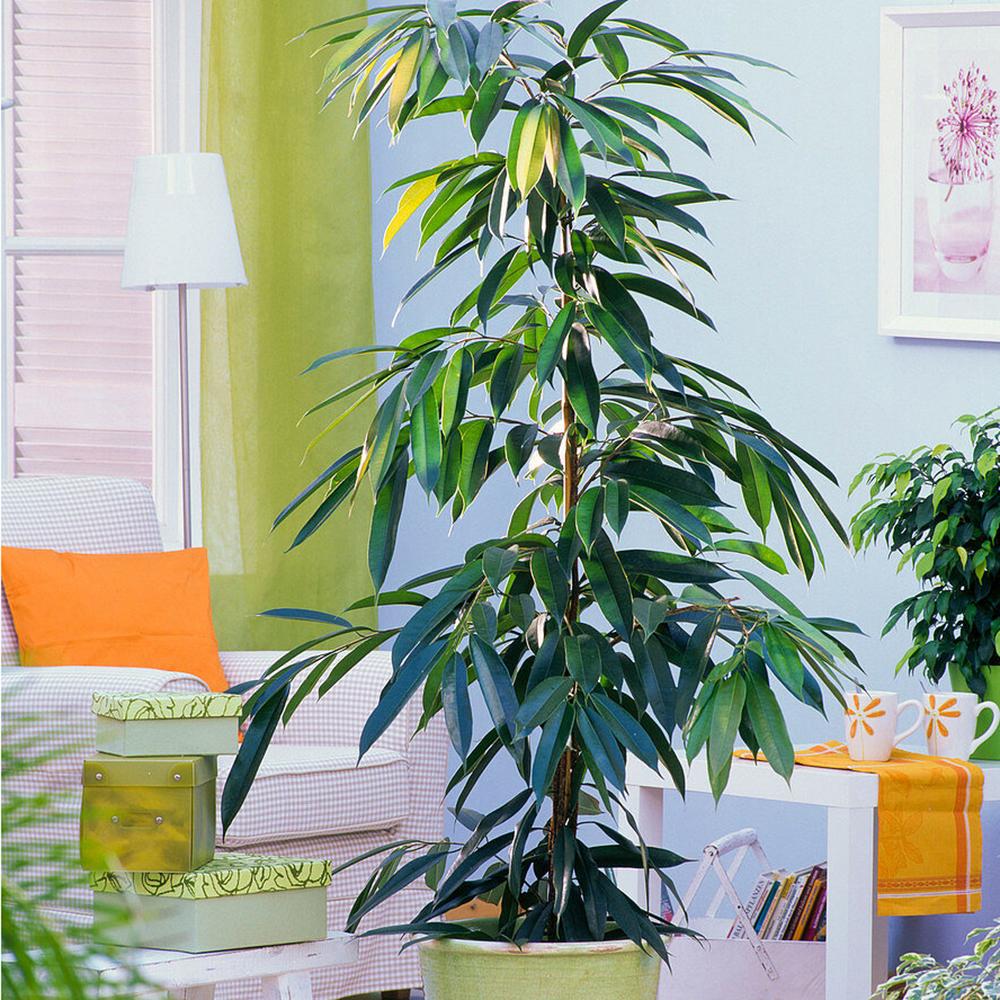 Ficus Amstel King, 100 cm la livrare, in ghiveci de Ø  21 cm