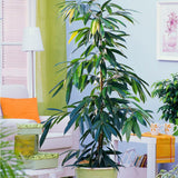 Ficus Amstel King, 100 cm la livrare, in ghiveci de Ø  21 cm