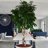 Ficus Amstel King - 135 cm - VERDENA-135 cm la livrare, in ghiveci cu Ø de 19 cm