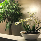 Ficus Amstel King - 170 cm - VERDENA-170 cm inaltime livrat in ghiveci de 20 L