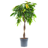 Ficus Amstel King altoit pe tulpina - 140 cm - VERDENA-140 cm inaltime livrat in ghiveci de 9 L