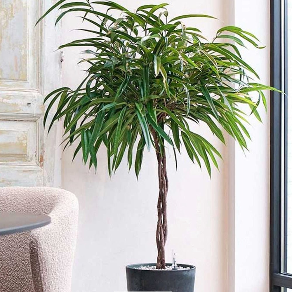 Ficus Amstel King - Tip Copac cu Tulpina impletita - 100 cm - VERDENA-100 cm inaltime, livrat in ghiveci de 5 l