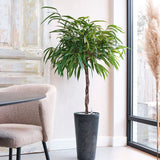 Ficus Amstel King - Tip Copac cu Tulpina impletita - 100 cm - VERDENA-100 cm inaltime, livrat in ghiveci de 5 l