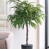 Ficus Amstel King - Tip Copac cu Tulpina impletita - 135 cm - VERDENA-135 cm inaltime, livrat in ghiveci de 4 l