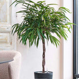 Ficus Amstel King - Tip Copac cu Tulpina impletita - 250 cm - VERDENA-250 cm inaltime, livrat in ghiveci de 40 l