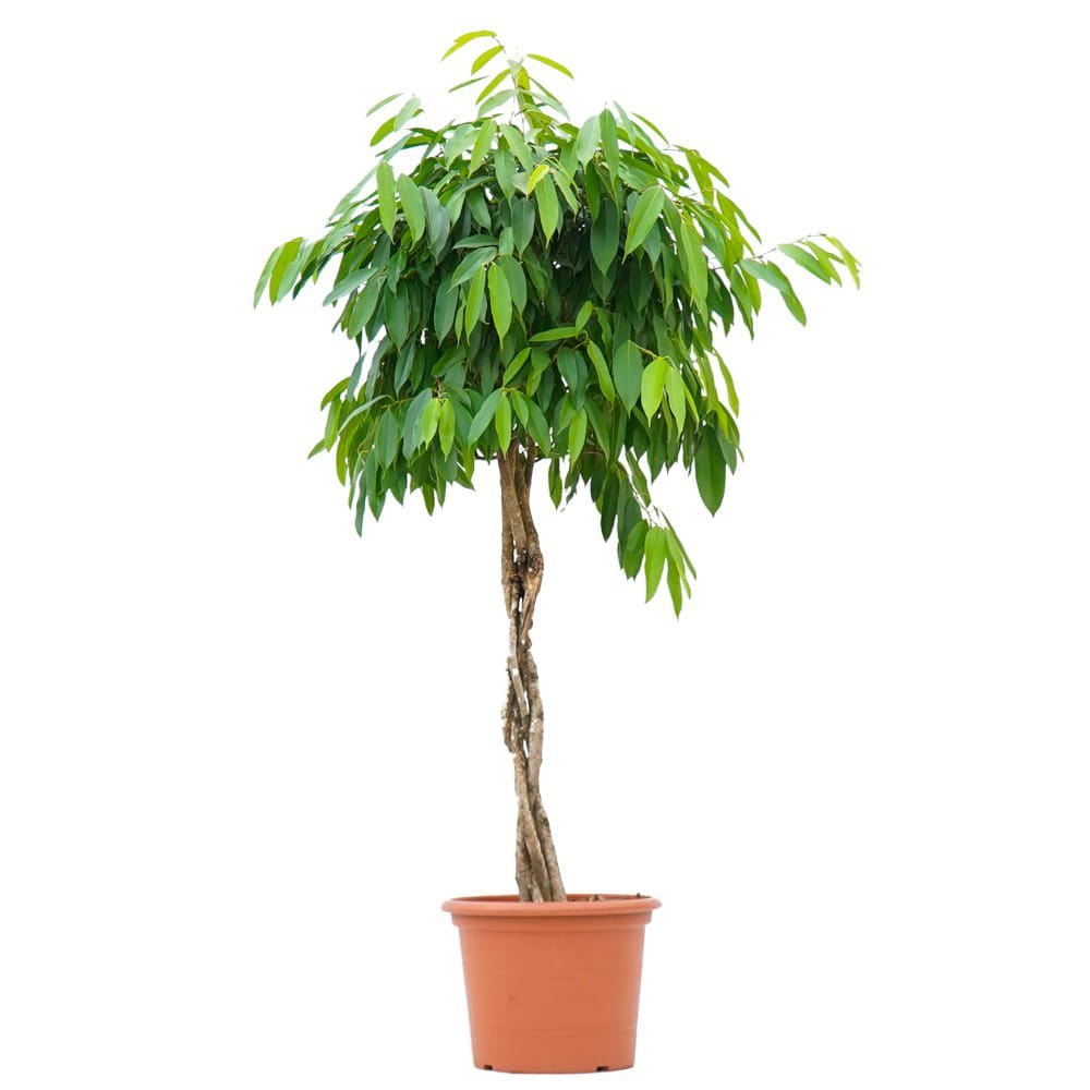 Ficus Amstel King - Tip Copac cu Tulpina impletita - 250 cm - VERDENA-250 cm inaltime, livrat in ghiveci de 40 l