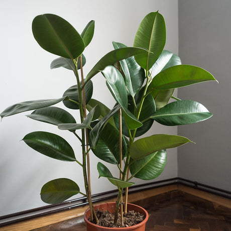 Ficus Audrey - 100 cm - VERDENA-100 cm la livrare, in ghiveci cu Ø de 20 cm