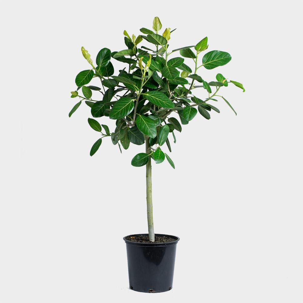 Ficus Audrey - 130 cm - VERDENA-livrat in ghiveci cu diametru de 30cm si 27cm inaltime